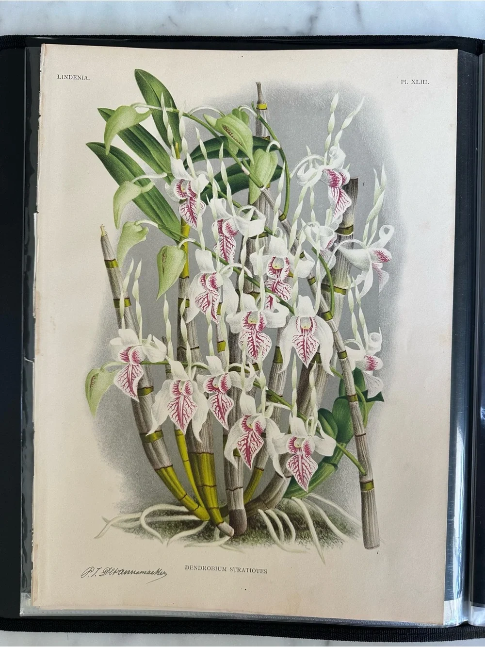 1885 Dendrobium stratiotes Rchb. f. Plate XLIII (Planche XLIII) Lindenia